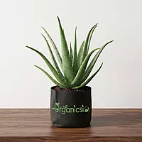 Aloevera Plant (Aloe Vera)