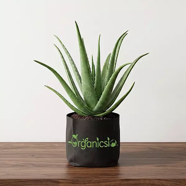 Aloevera Plant (Aloe Vera)