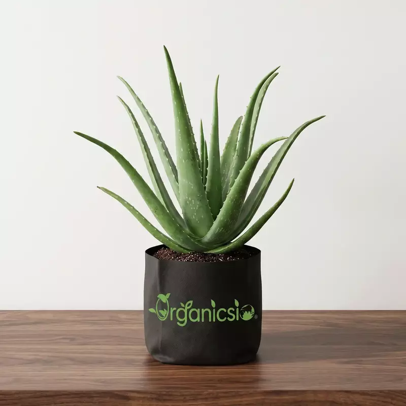 Aloevera Plant (Aloe Vera)