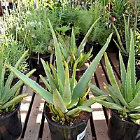 Aloevera Plant (Aloe Vera)