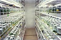 Tissue Culture Lab AMC