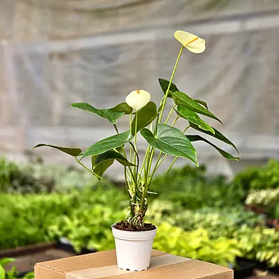 Anthurium Moments