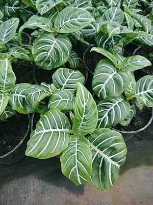 Anthurium Villenaorum