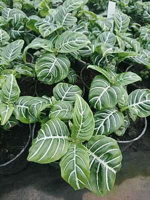 Anthurium Villenaorum