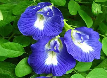 APRAJITA FLOWER DRY