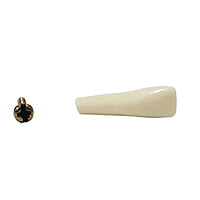Columbia Dentoform Typodont Ivorine Teeth T-560