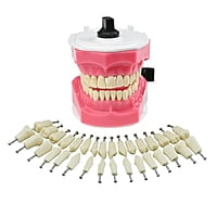 API Typodonts Individual B561 – Adult Size