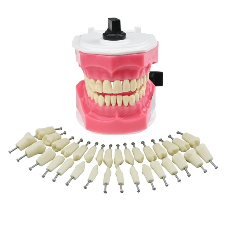 API Typodonts Individual B561 – Adult Size
