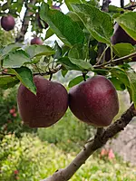 Kinnaur Red Delicious Apples
