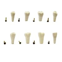 API Typodonts Individual B561 – Adult Size