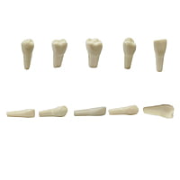 API Typodonts Individual B561 – Adult Size
