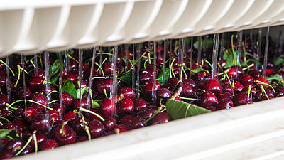 Pre-Cooling Service for Fruits & Vegetables