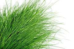 ARUGAM PUL / BERMUDA GRASS POWDER