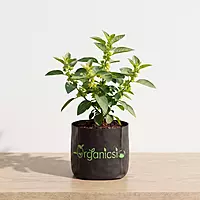 Ashwagandha Plant (Withania Somnifera)