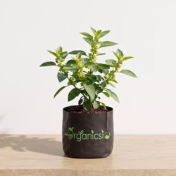 Ashwagandha Plant (Withania Somnifera)