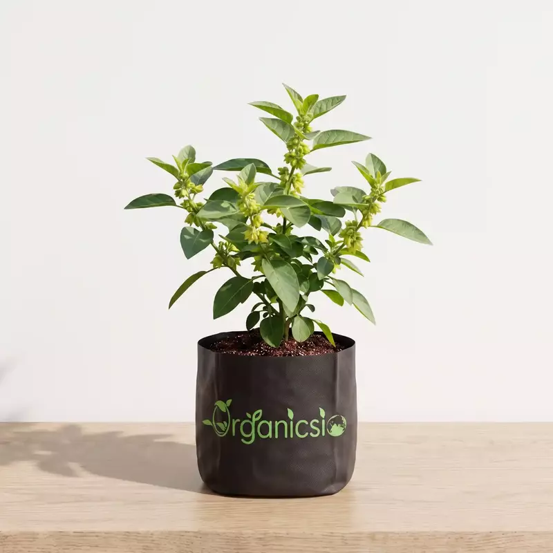 Ashwagandha Plant (Withania Somnifera)