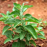 Ashwagandha Plant (Withania Somnifera)
