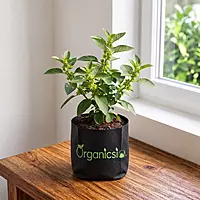 Ashwagandha Plant (Withania Somnifera)