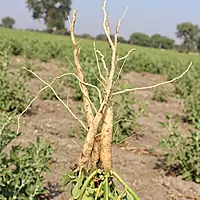 Ashwagandha Plant (Withania Somnifera)
