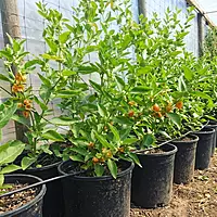 Ashwagandha Plant (Withania Somnifera)
