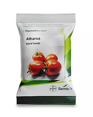 Atharva Tomato Seeds by Seminis (Bayer) | Semi-Determinate Hybrid Tomato Seeds