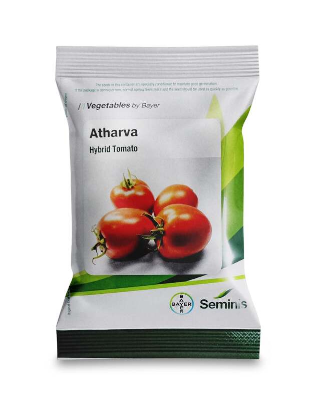 Atharva Tomato Seeds by Seminis (Bayer) | Semi-Determinate Hybrid Tomato Seeds