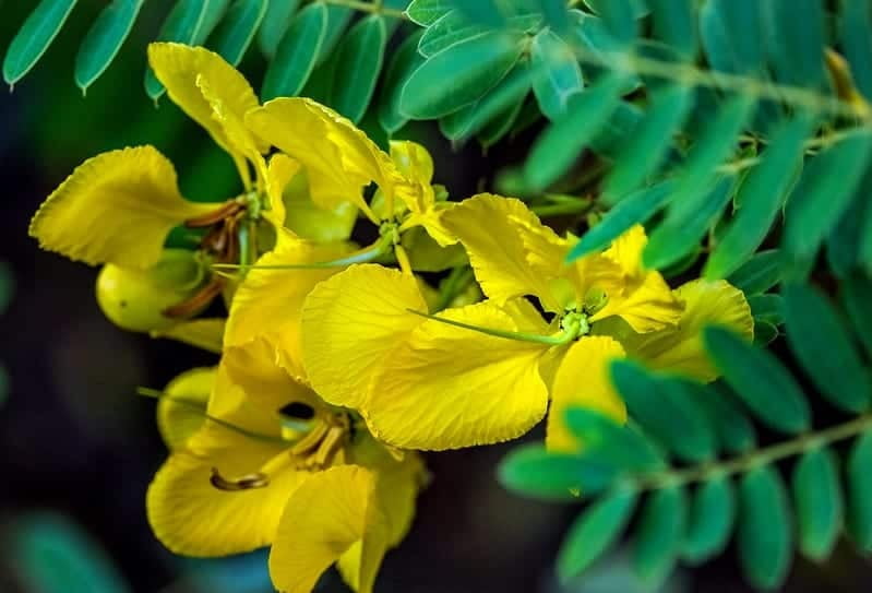 AAVARAM POO / TANNERS FLOWER POWDER