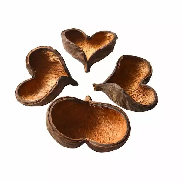 Dried Badam Pods for dry flower arrangement boho decor items leafndeor