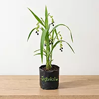 Baijanti Mala Plant (Coixlacryma Jobi)