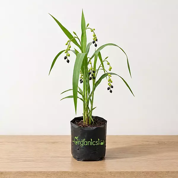 Baijanti Mala Plant (Coixlacryma Jobi)