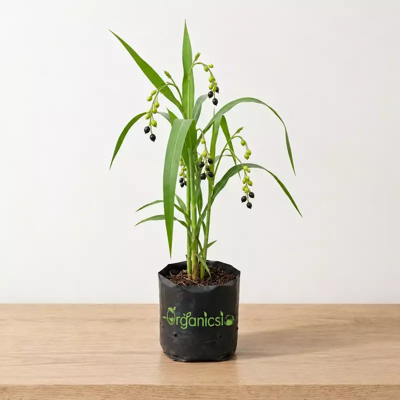 Baijanti Mala Plant (Coixlacryma Jobi)