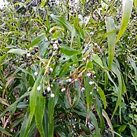 Baijanti Mala Plant (Coixlacryma Jobi)