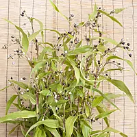 Baijanti Mala Plant (Coixlacryma Jobi)