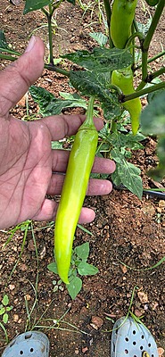 Bajji Chilli-500 grams