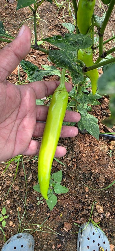 Bajji Chilli-500 grams