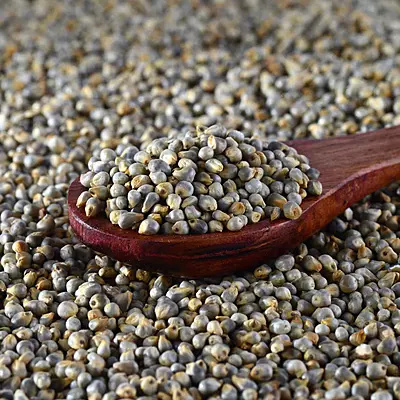 Bajra/Pearl Millet
