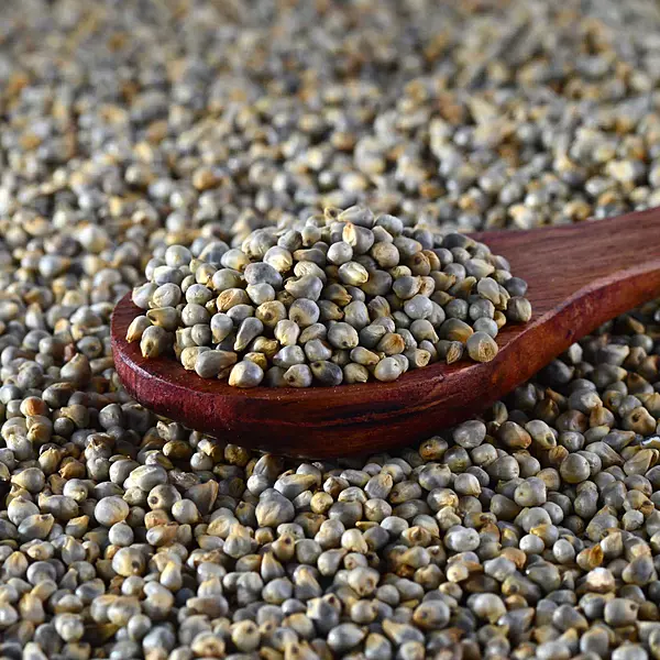 Bajra/Pearl Millet