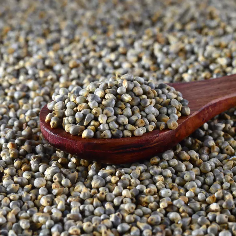 Bajra/Pearl Millet