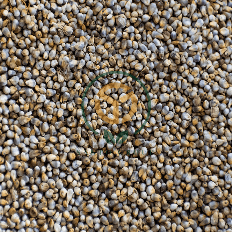 Bajra (Pearl Millet)