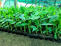 Grand naine (G9) Primary Hardening Plant