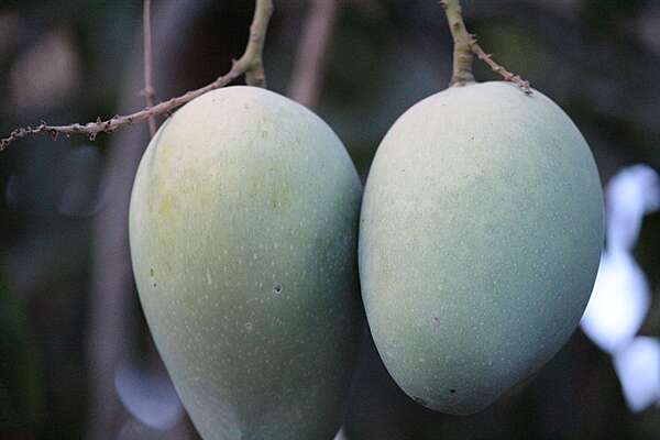 Cheruku Rasalu Mango