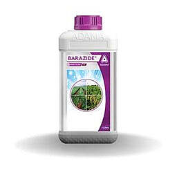 Acemain(ADAMA)