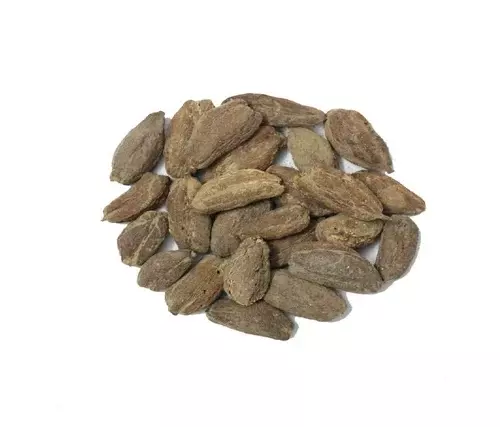Samander Phal - Nanjina Kaayi -Samuder Fal - Barringtonia Acutangula