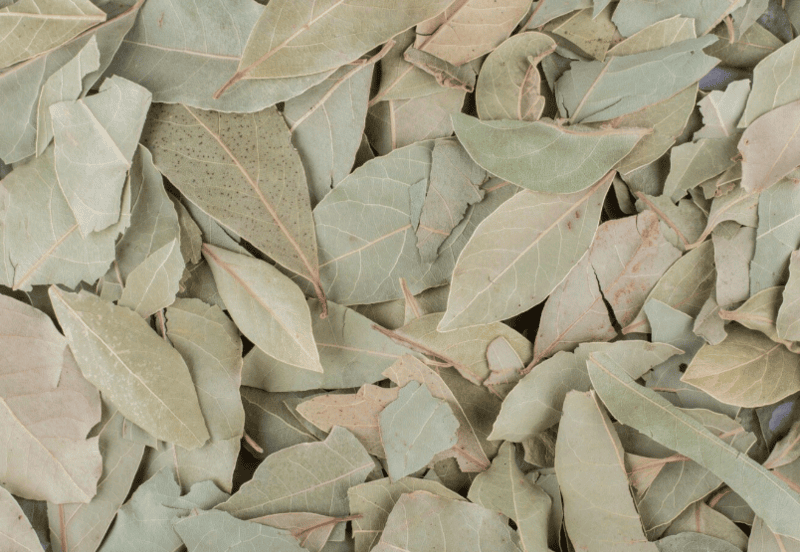 BAY LEAF