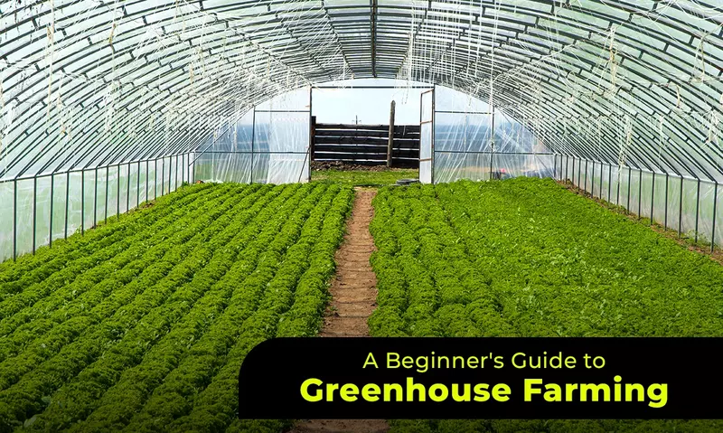 Smart Polyhouse Setup & Technical Training Program