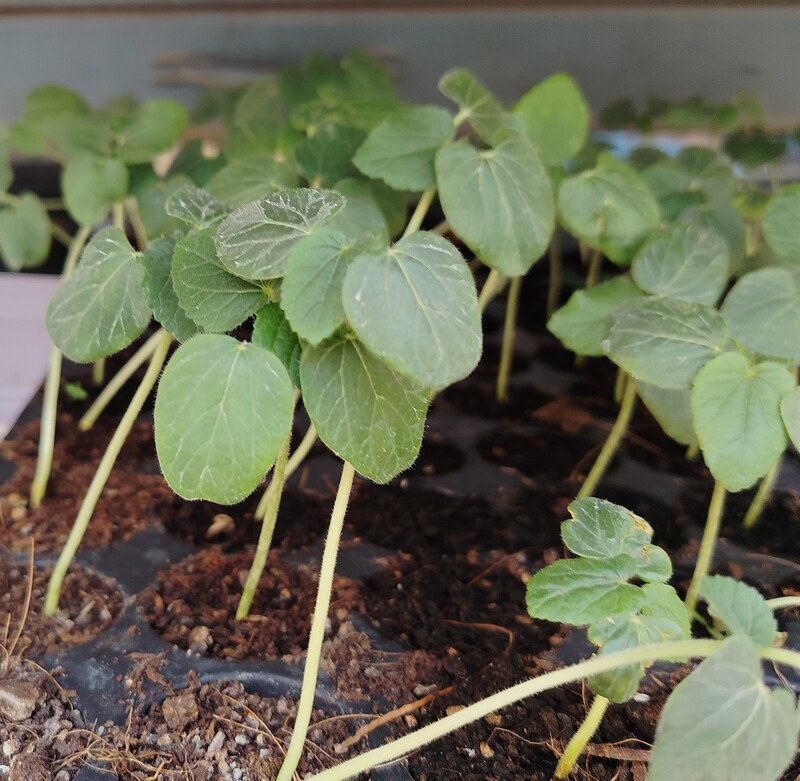 Bendi Seedlings 5 Nos | బెండ కాయ నారు | Bhindi seedlings