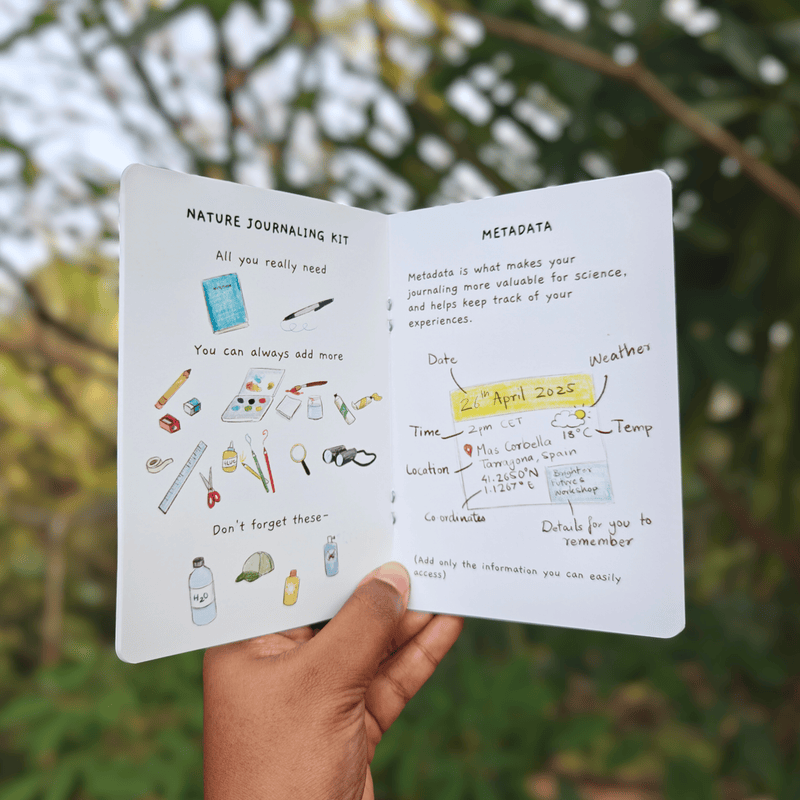 Nature Journaling Zine – Illustrated Pocket Guide to Observation and Curiosity
