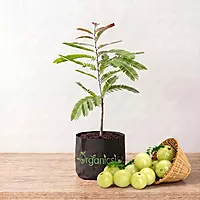 Bhumi Amla Plant (Phyllanthus Niruri)