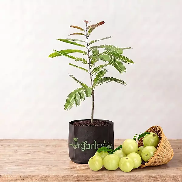 Bhumi Amla Plant (Phyllanthus Niruri)