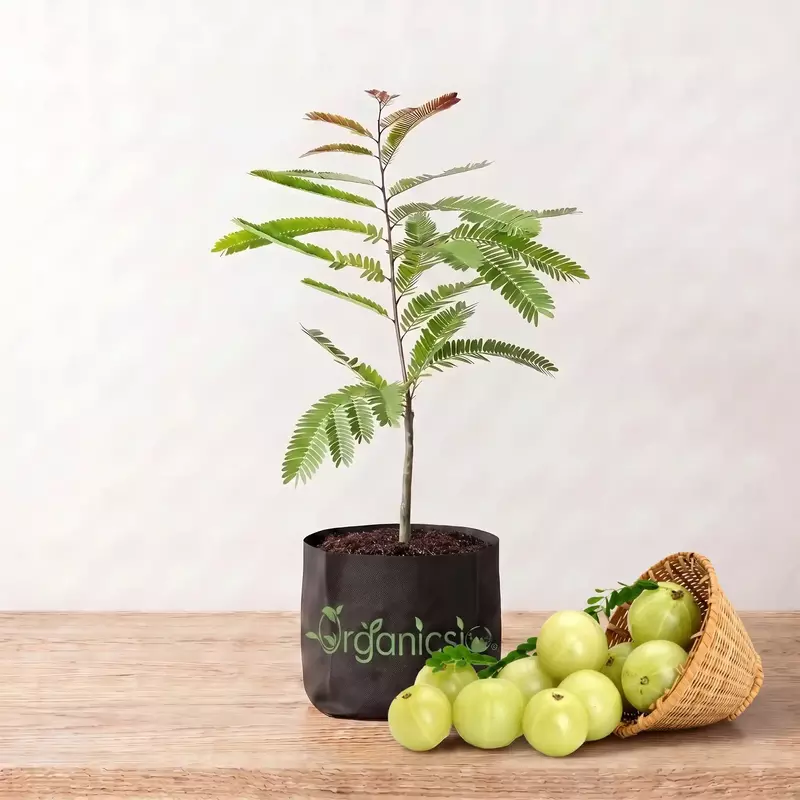 Bhumi Amla Plant (Phyllanthus Niruri)